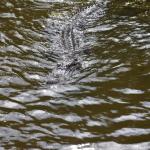 OTRA2014_1571 (September 03, 2014)